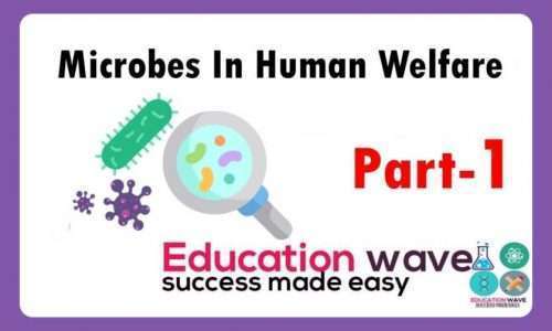 Biology Microbes in Human Welfare Class 12