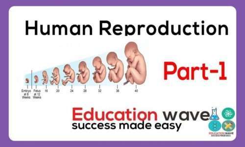 Biology Human Reproduction Class 12