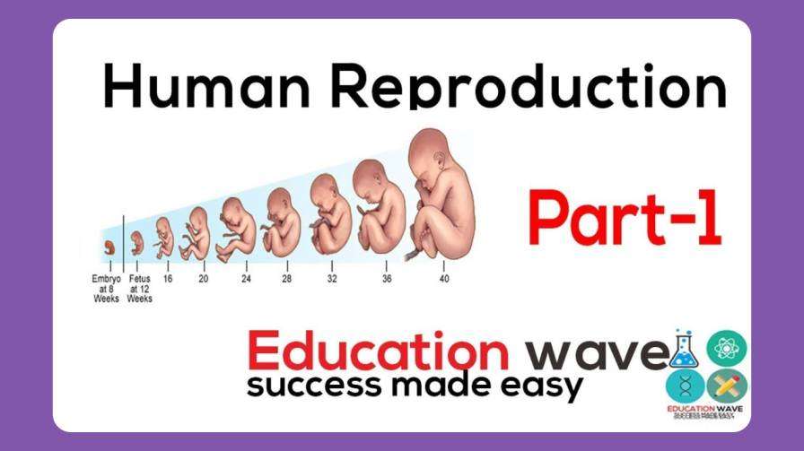 Biology Human Reproduction Class 12 Biology Human Reproduction Class 12 Biology Human Reproduction Biology Human Reproduction Class 12 educationwave