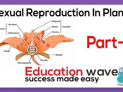 Biology Sexual Reproduction in Plants Class 12