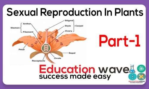 Biology Sexual Reproduction in Plants Class 12