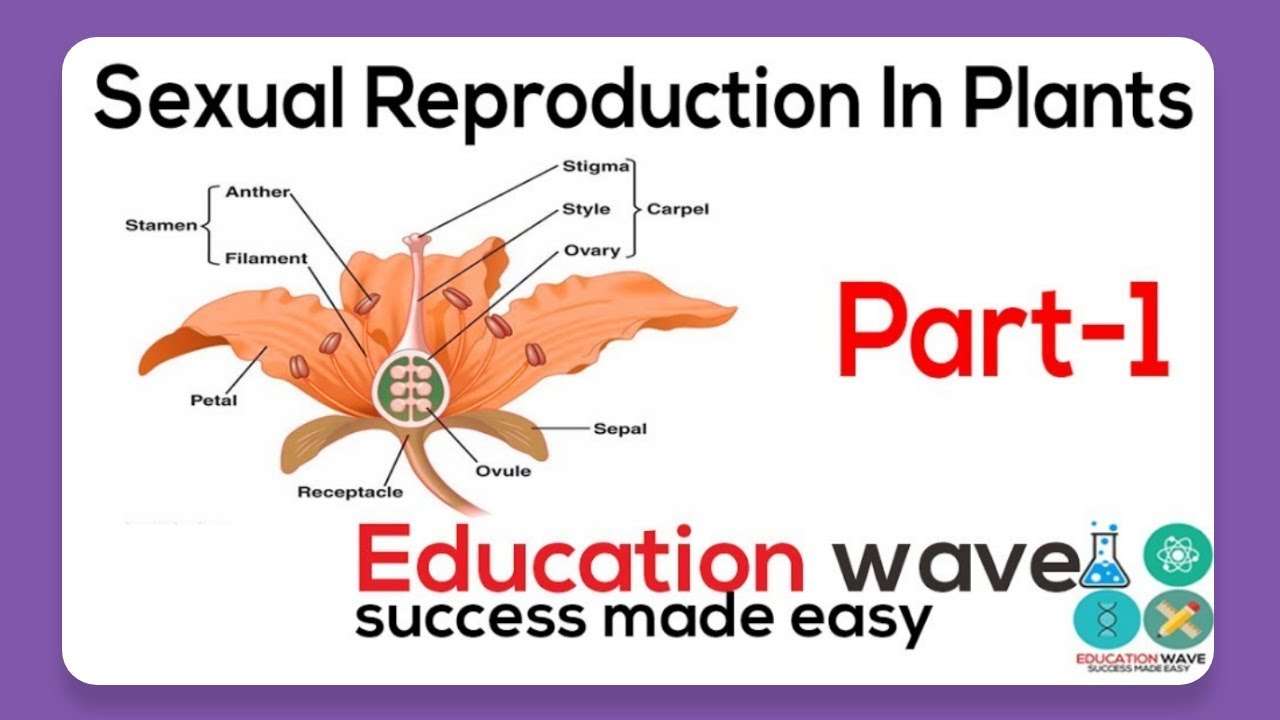 Biology Sexual Reproduction In Plant Class 12 In Hindi Part-1