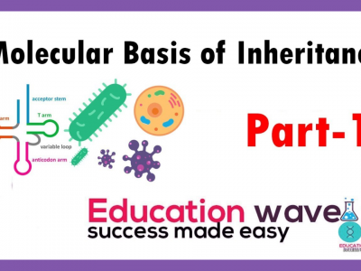 Biology Molecular Basis of Inheritance Class 12
