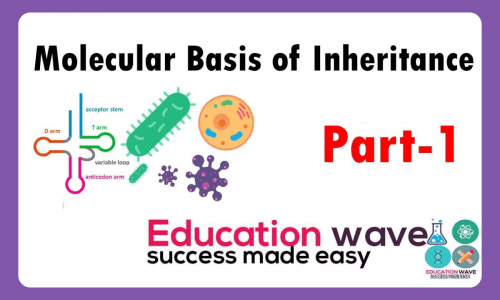 Biology Molecular Basis of Inheritance Class 12