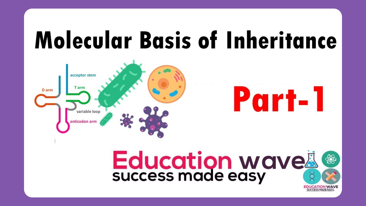 Biology Molecular Basis of Inheritance class 12