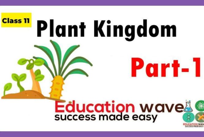 Biology Plant Kingdom Class 11