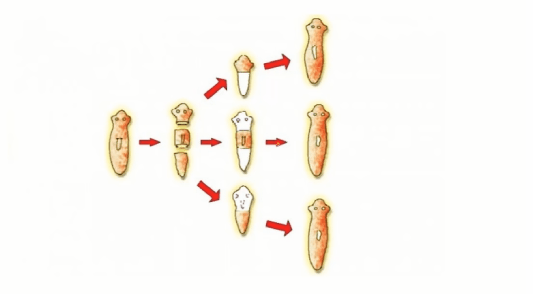 CBSE Class 12 Biology Chapter-wise Notes