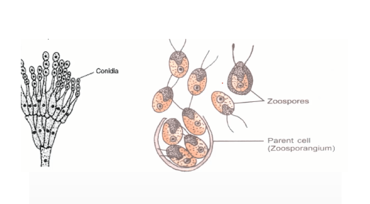CBSE Class 12 Biology Chapter-wise Notes PDF