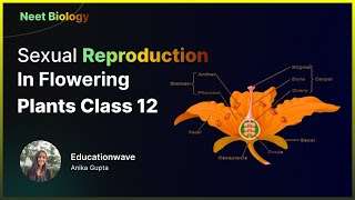 Sexual Reproduction in Flowering Plants Class 12