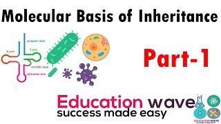 Biology Molecular Basis of Inheritance class 12  (Introduction, DNA, RNA) Notes