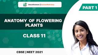 Anatomy of flowering plants | Plant Tissues | NEET Biology | Class 11