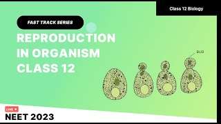 Biology Reproduction in Organism Class 12