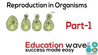 Biology Reproduction in Organism Class 12