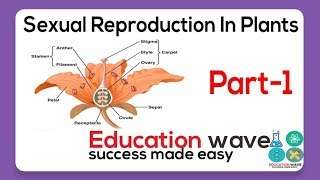 Biology Sexual Reproduction In Plant Class 12