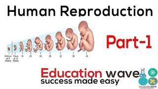 Biology Human Reproduction Class 12