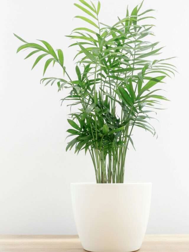 10 Most Low-Maintenance Houseplants